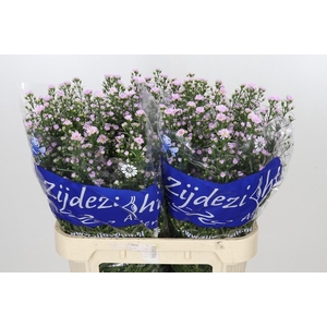 Aster Claudia