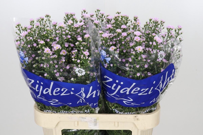 <h4>Aster Claudia</h4>