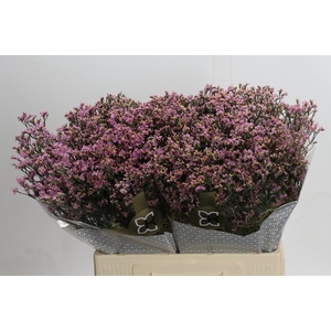 Limonium sinensis Blush Diamond