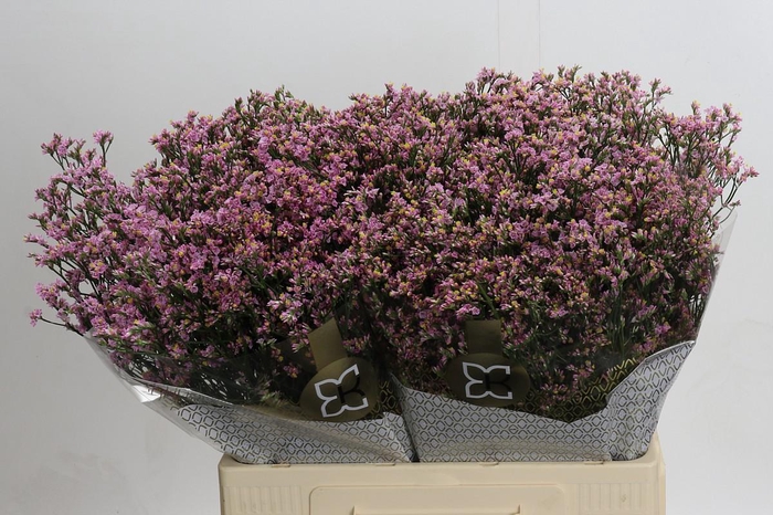 <h4>Limonium sinensis Blush Diamond</h4>