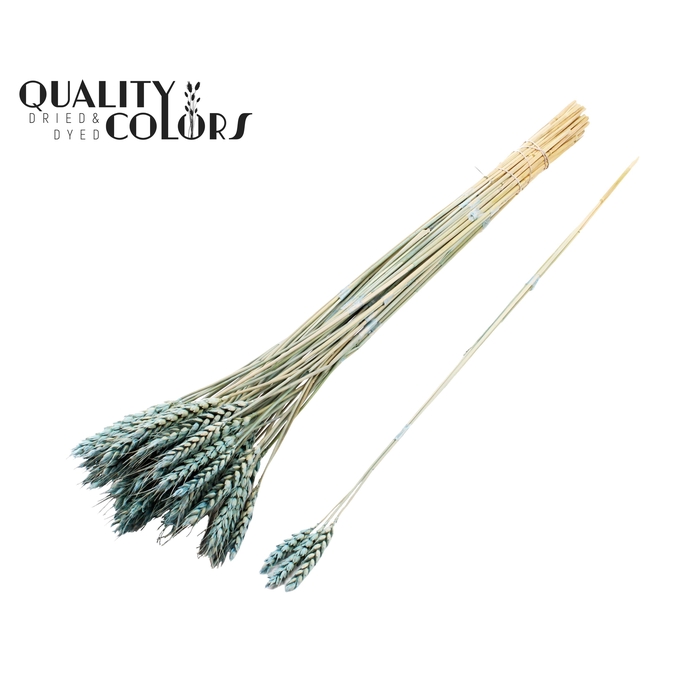 <h4>Triticum 3pc/Tuft Frosted Light Blue</h4>