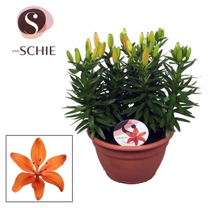Az Matrix Orange Schaal 9pp