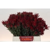 Leucadendron Blush Spray
