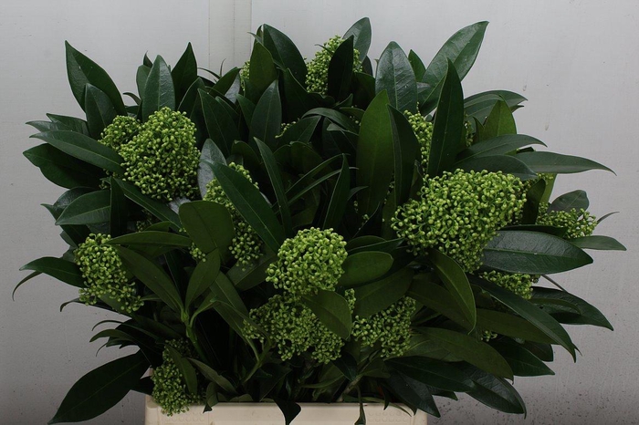 <h4>Skim C Kew Green Bs</h4>