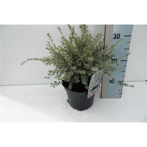 Lonicera nit. 'Silver Beauty' C2