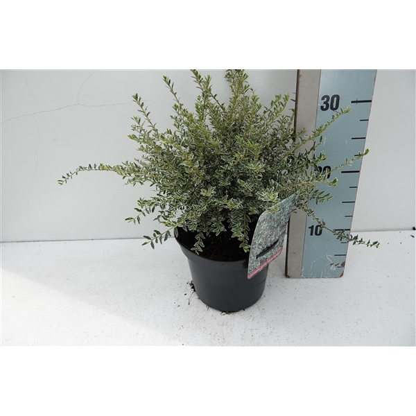 <h4>Lonicera nit. Silver Beauty</h4>