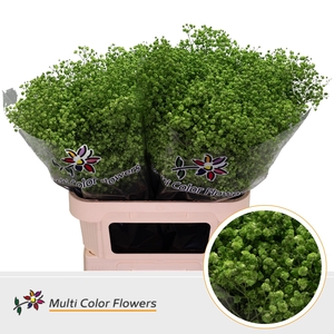 Gyps Grof Groen Appel