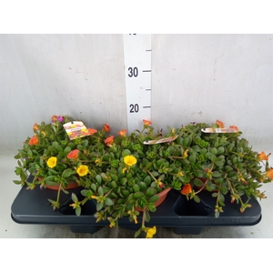 Portulaca   ...
