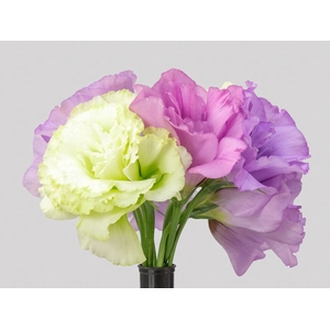 LISIANTHUS FLOR VARIADO