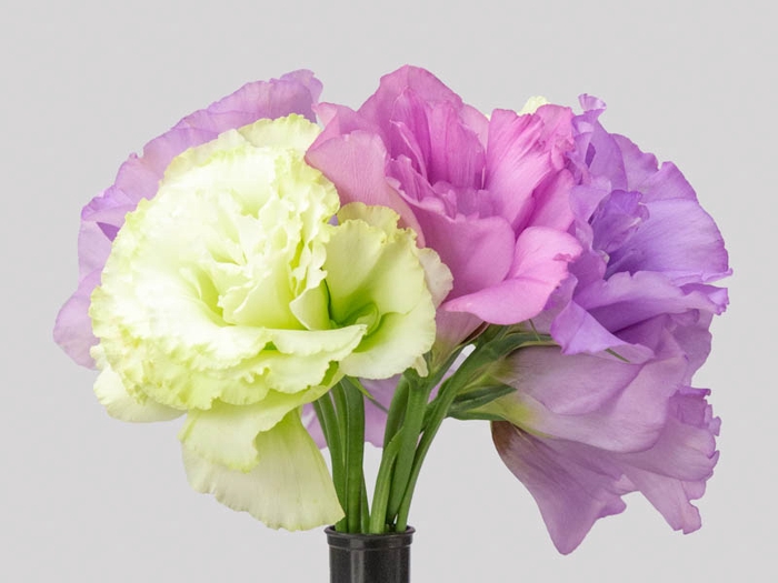 <h4>LISIANTHUS FLOR VARIADO</h4>