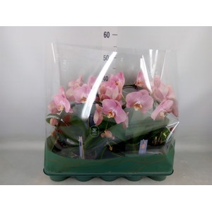 Phalaenopsis   ...rose