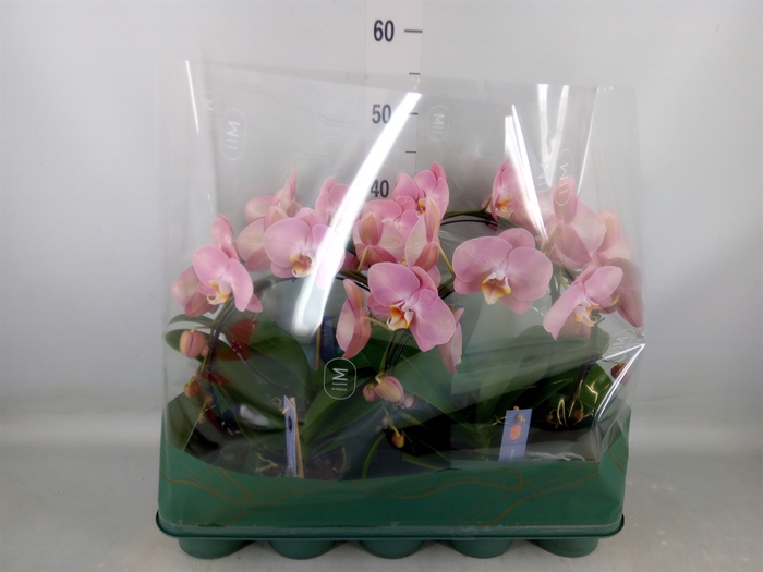 <h4>Phalaenopsis   ...rose</h4>