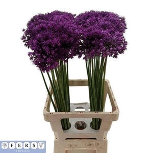 ALLIUM PURPLE SENS