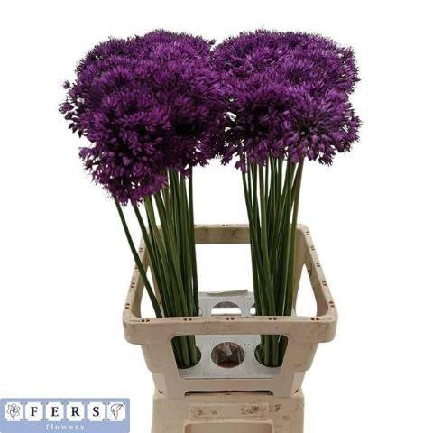 <h4>ALLIUM PURPLE SENS</h4>