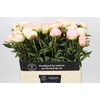 Paeonia In Full Sail