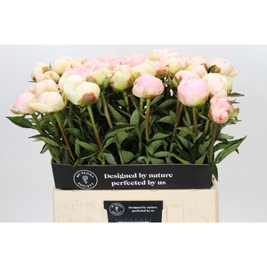 Paeonia In Full Sail