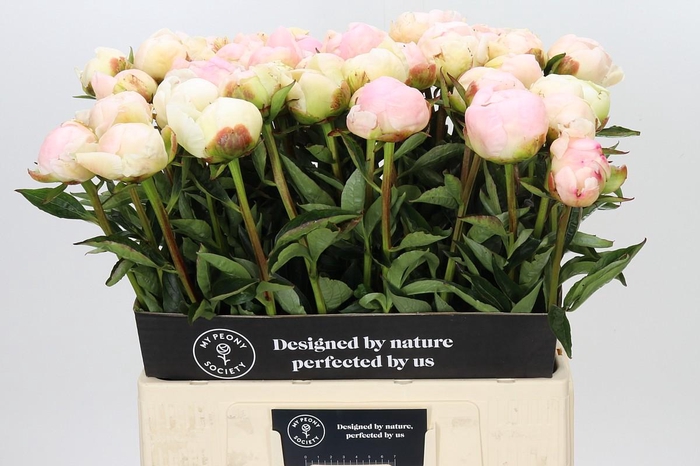 <h4>Paeonia In Full Sail</h4>