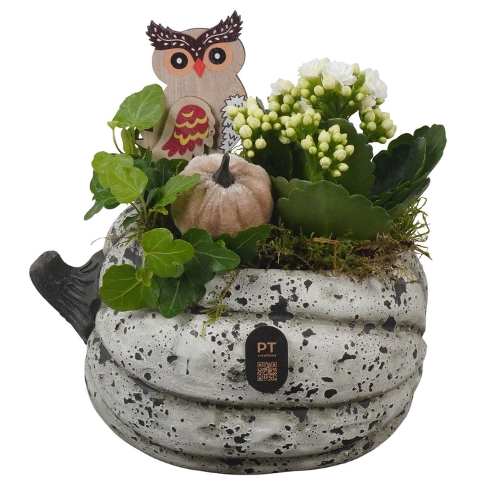 <h4>Arr. Planten L%</h4>