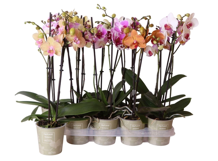 <h4>Phalaenopsis   ...mix</h4>