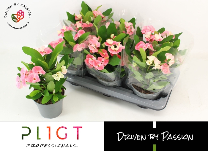 <h4>Euphorbia milii Charlotte</h4>