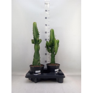 Euphorbia acrurensis