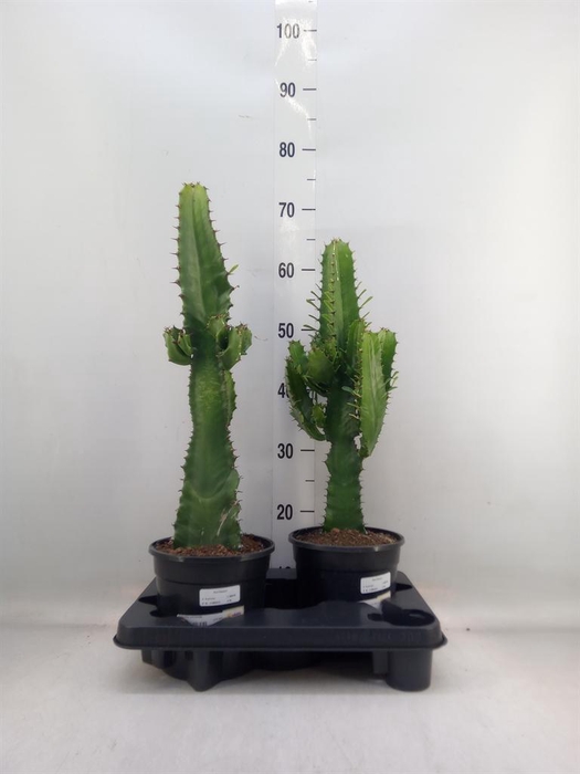 <h4>Euphorbia acrurensis</h4>