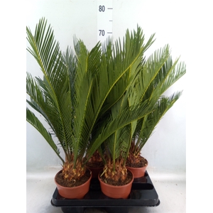 Cycas revoluta