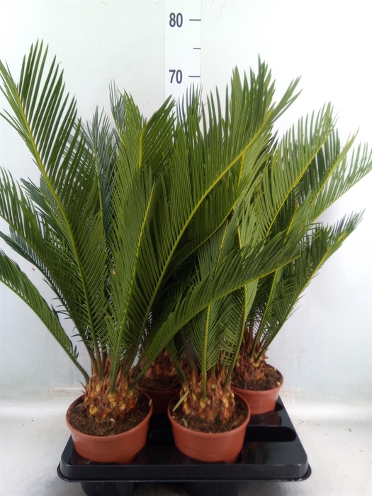 <h4>Cycas revoluta</h4>