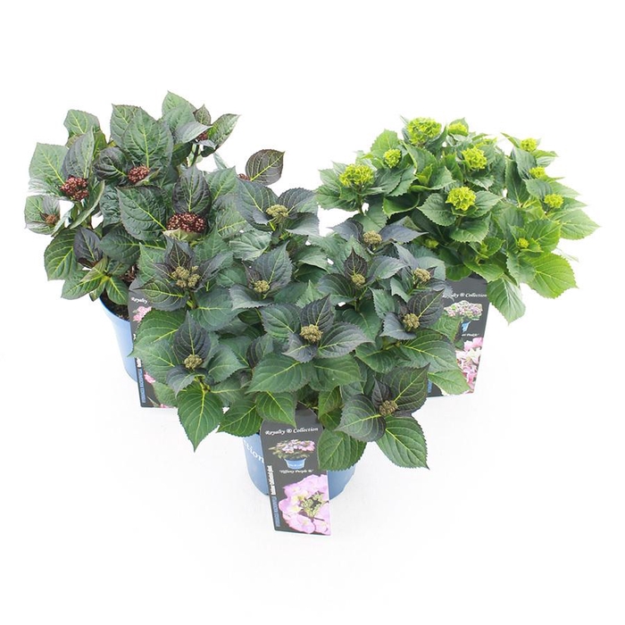 <h4>Hydrangea macr. Royalty Collection® MIX C3.5 (20cm.) Kn.</h4>