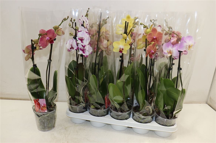 <h4>Phal Gem</h4>