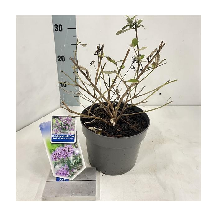 <h4>Buddleja dav. Free Petite© Blue Heaven ('Podaras 8'PBR)</h4>