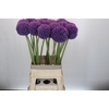 Allium Giganteum