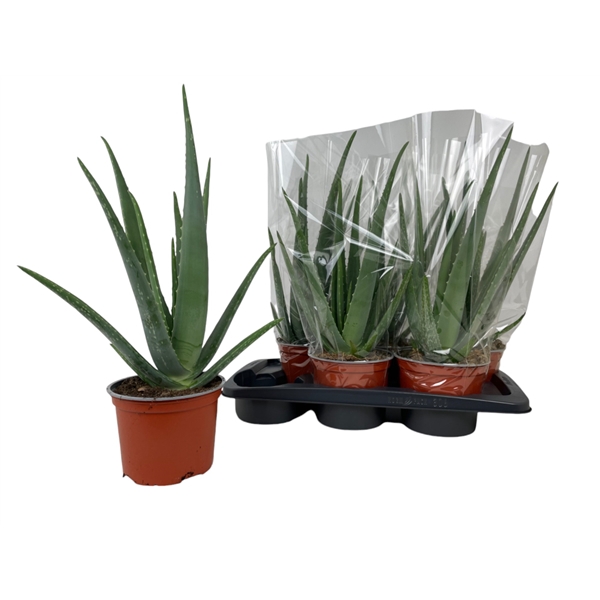 <h4>Aloe Vera 60/70cm</h4>