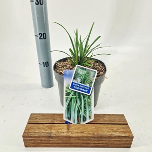 Carex morrowii