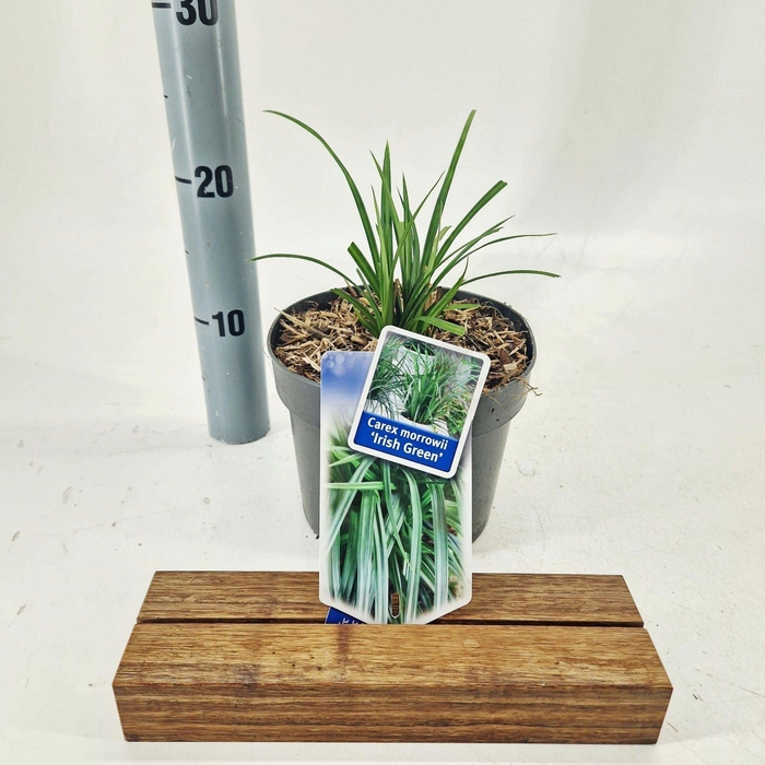 <h4>Carex morrowii</h4>