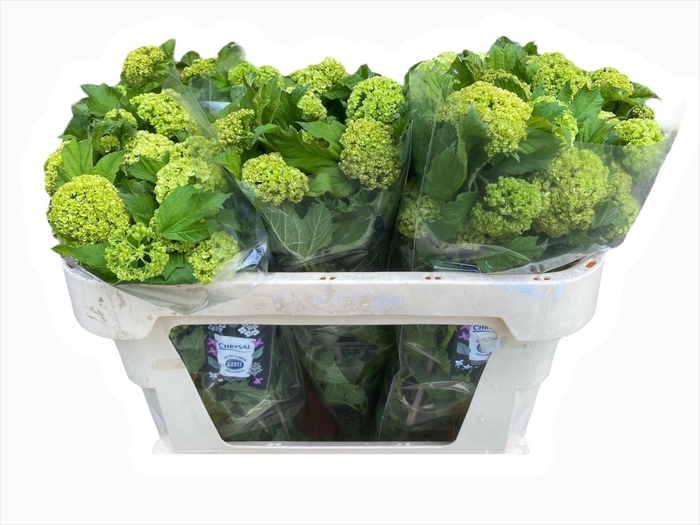 <h4>VIBURNUM ROSEUM ST</h4>