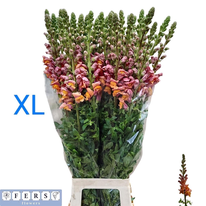 <h4>Antir Potomac Pink</h4>