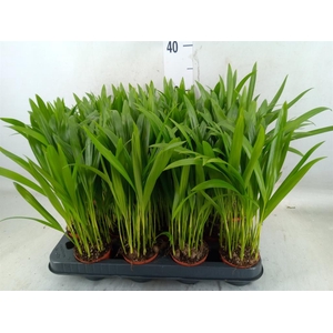 Dypsis lutescens   ...Chrysalidoca