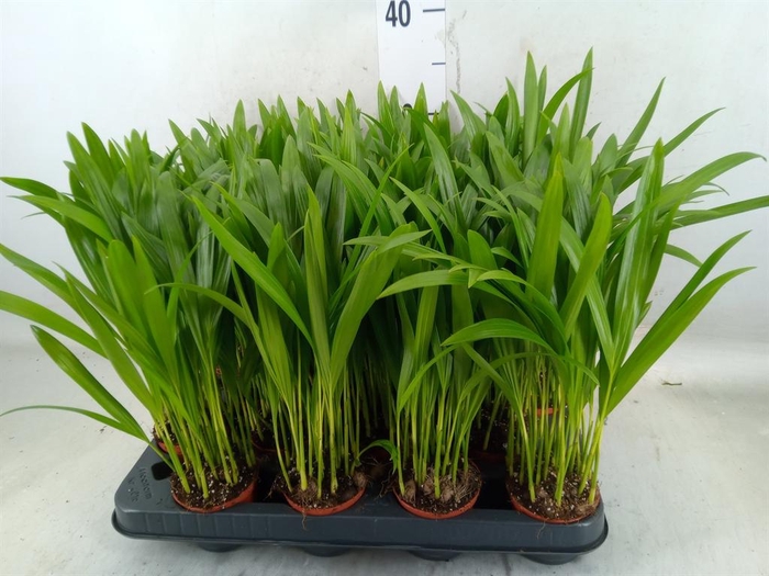 <h4>Dypsis lutescens   ...Chrysalidoca</h4>