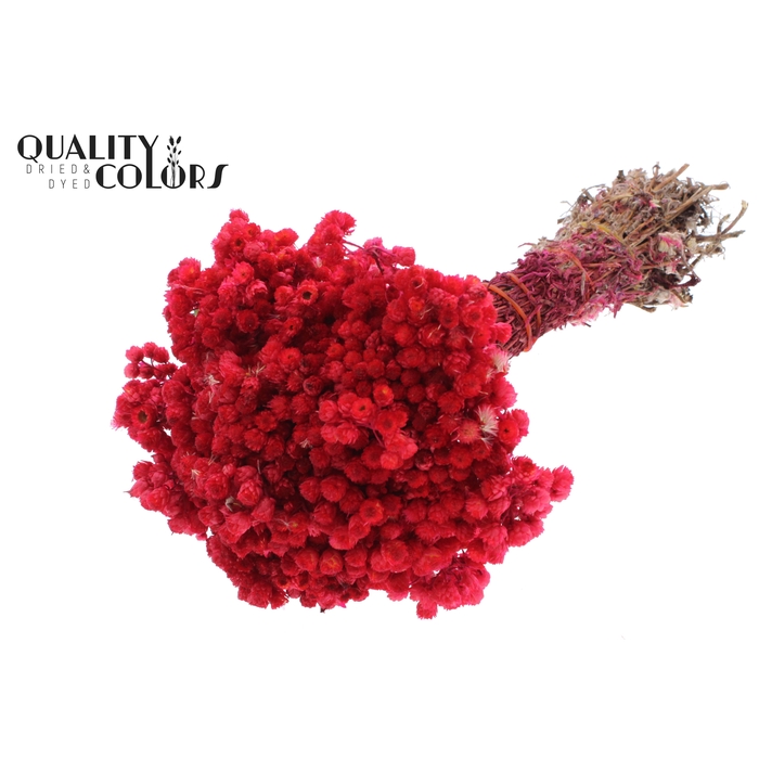 <h4>Immortelle per bunch Cerise</h4>