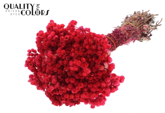 Immortelle per bunch Cerise