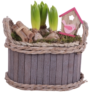 Bulbs Arr. Hyacint Wooden Pot Oval Waterhyacint Rim Ø22cm 3PP