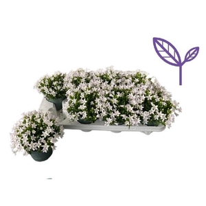 CAMP PORTENSCHLAGIAN