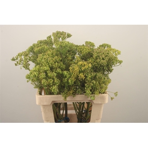 FOENICULUM VULGARE*