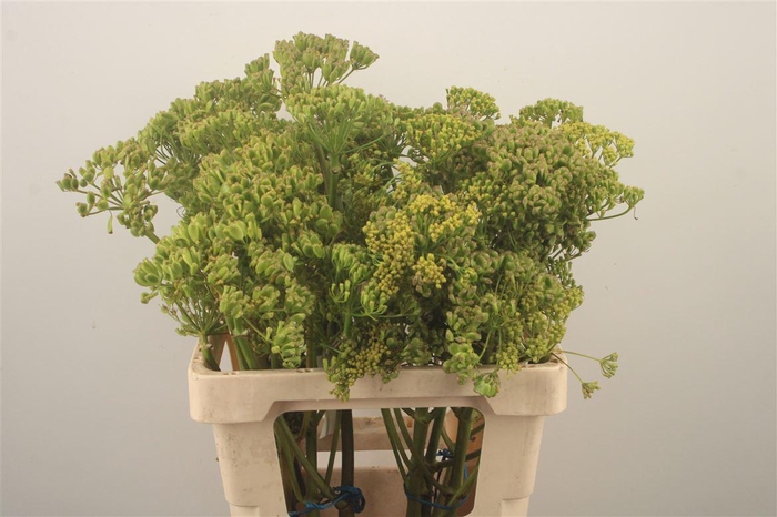 <h4>FOENICULUM VULGARE*</h4>