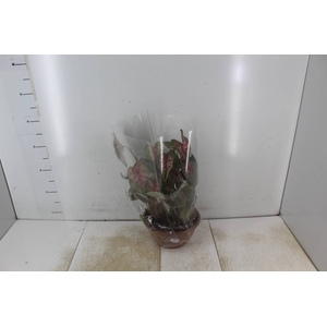 CALADIUM VARIADO P14