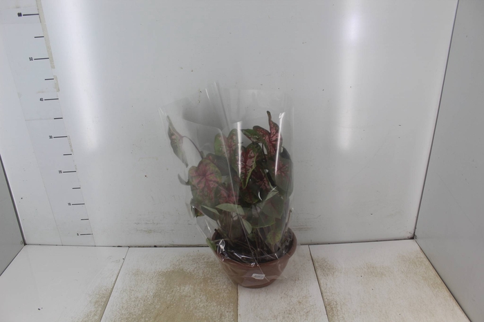 CALADIUM VARIADO P14