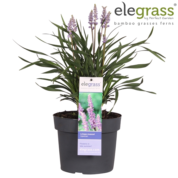 <h4>Liriope muscari 'Ingwersen' P19</h4>