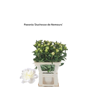 Paeonia 'Duchesse de Nemours 996