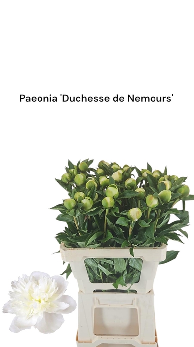 <h4>Paeonia 'Duchesse de Nemours 996</h4>